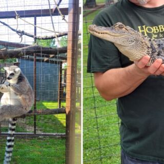 This Michigan Zoo Lets You Feed Lemurs and Meet Alligators Up Close