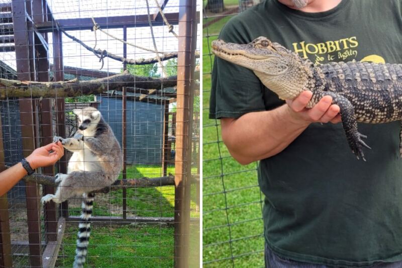 This Michigan Zoo Lets You Feed Lemurs and Meet Alligators Up Close