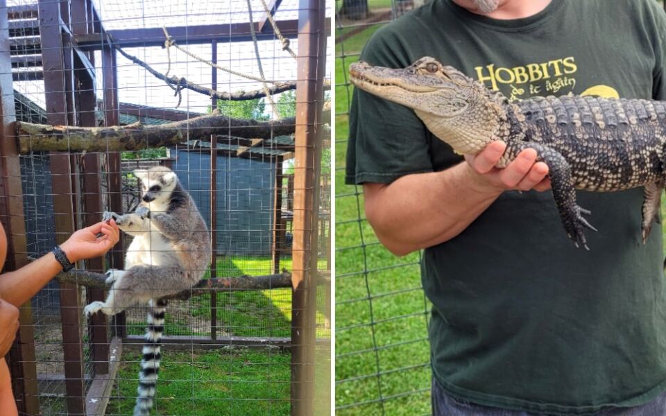 This Michigan Zoo Lets You Feed Lemurs and Meet Alligators Up Close