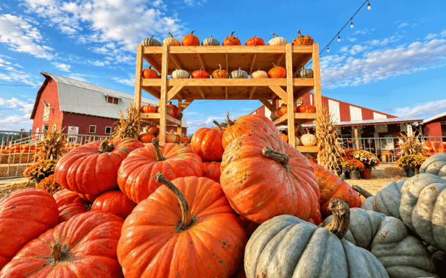 Pick Your Own Pumpkins and Wander a Corn Maze at This Oregon Farm on Sauvie Island