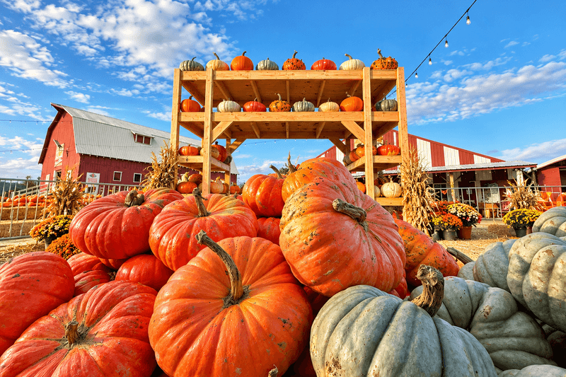 Pick Your Own Pumpkins and Wander a Corn Maze at This Oregon Farm on Sauvie Island