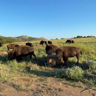 Every Fall, Oklahoma’s Wichita Mountains Turn Into Longhorn and Bison Watching Country