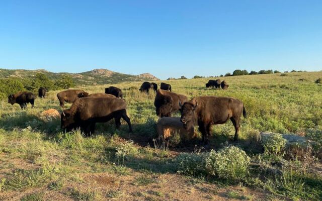 Every Fall, Oklahoma’s Wichita Mountains Turn Into Longhorn and Bison Watching Country