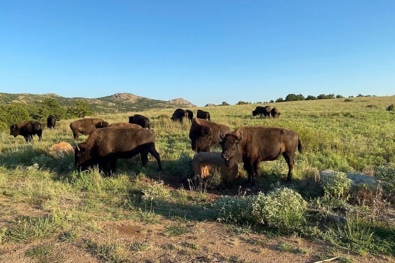 Every Fall, Oklahoma’s Wichita Mountains Turn Into Longhorn and Bison Watching Country