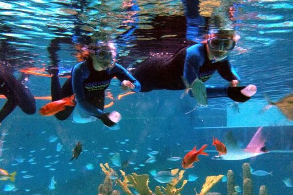 Feed Hungry Stingrays by Hand at This Small Florida Aquarium in the Keys