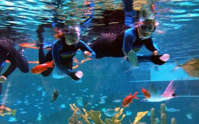 Feed Hungry Stingrays by Hand at This Small Florida Aquarium in the Keys