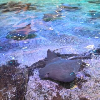 Stingrays Glide Beneath Your Fingers at Adventure Aquarium in Camden, New Jersey
