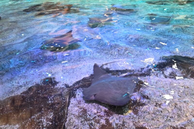 Stingrays Glide Beneath Your Fingers at Adventure Aquarium in Camden, New Jersey
