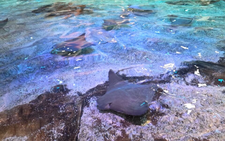 Stingrays Glide Beneath Your Fingers at Adventure Aquarium in Camden, New Jersey
