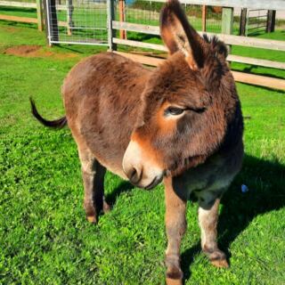 These 12 Miniature Donkey Farms Make Surprisingly Fun Day Trips