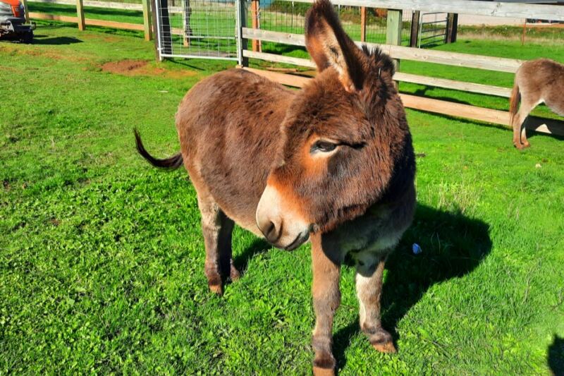 These 12 Miniature Donkey Farms Make Surprisingly Fun Day Trips