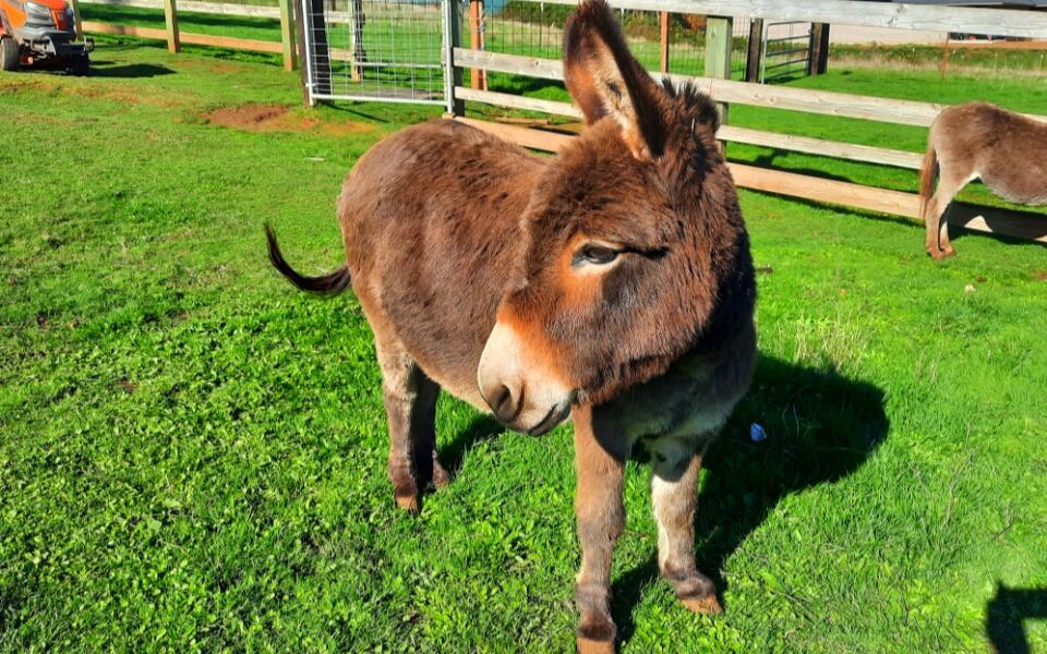 These 12 Miniature Donkey Farms Make Surprisingly Fun Day Trips