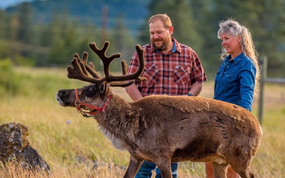 You Can Meet Real Reindeer at These 13 Farms Across America
