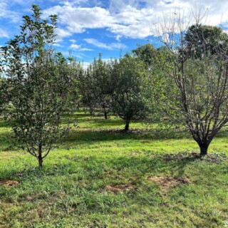 Pick Apples This Fall at the Tennessee Orchard Named One of America’s 10 Best