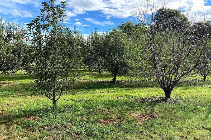 Pick Apples This Fall at the Tennessee Orchard Named One of America’s 10 Best