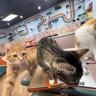 A New Jersey Cat Lounge Is Already Turning Hangouts Into Dozens of Adoptions