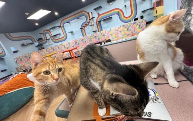 A New Jersey Cat Lounge Is Already Turning Hangouts Into Dozens of Adoptions