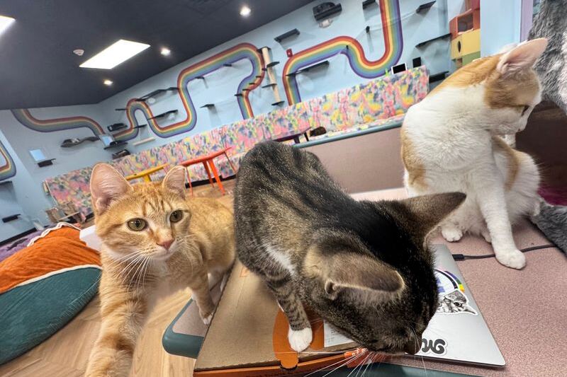 A New Jersey Cat Lounge Is Already Turning Hangouts Into Dozens of Adoptions