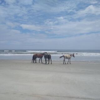 A 45-Minute Georgia Ferry Ride Takes You Straight to an Island Where Wild Horses Roam Free