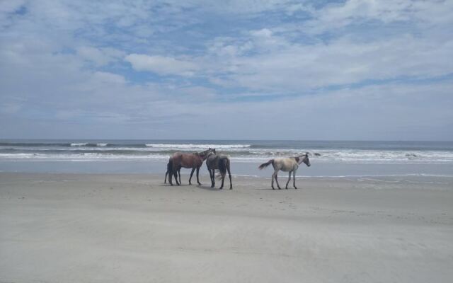A 45-Minute Georgia Ferry Ride Takes You Straight to an Island Where Wild Horses Roam Free