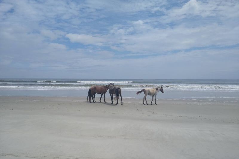 A 45-Minute Georgia Ferry Ride Takes You Straight to an Island Where Wild Horses Roam Free