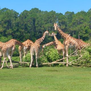 Feed Giraffes Lettuce From Your Own Hand at This Drive-Through Animal Park in Florida