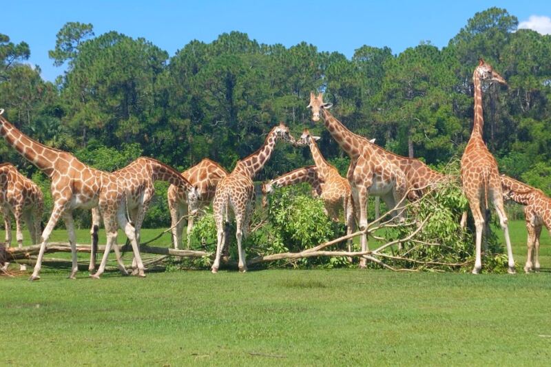 Feed Giraffes Lettuce From Your Own Hand at This Drive-Through Animal Park in Florida