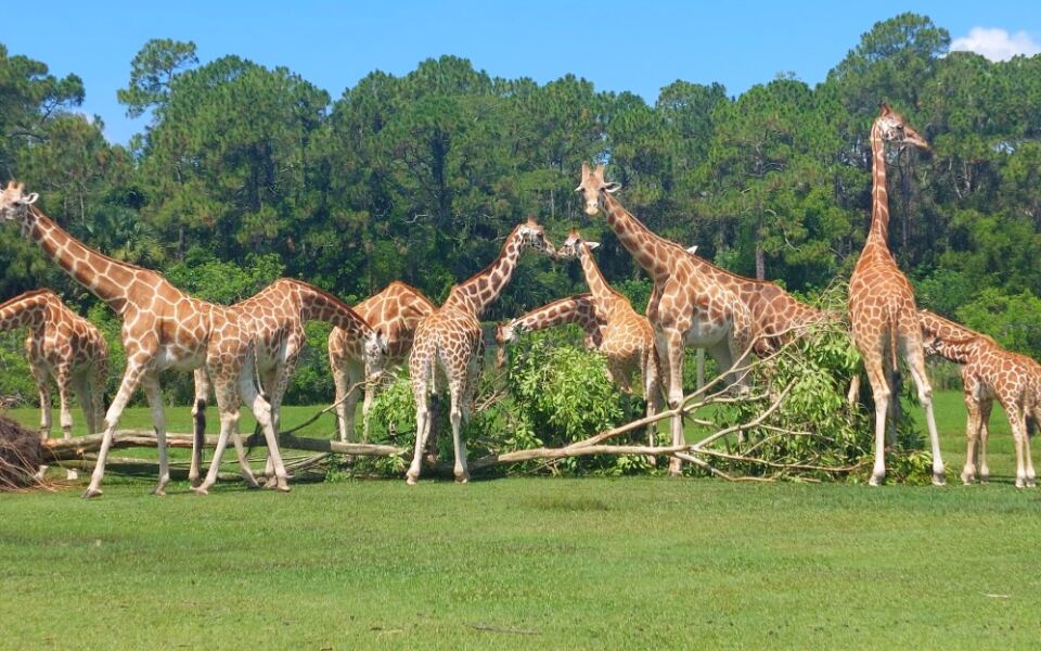Feed Giraffes Lettuce From Your Own Hand at This Drive-Through Animal Park in Florida