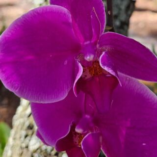 Free Admission Gets You Into 5 Florida Botanical Gardens Where Orchids Bloom All Winter