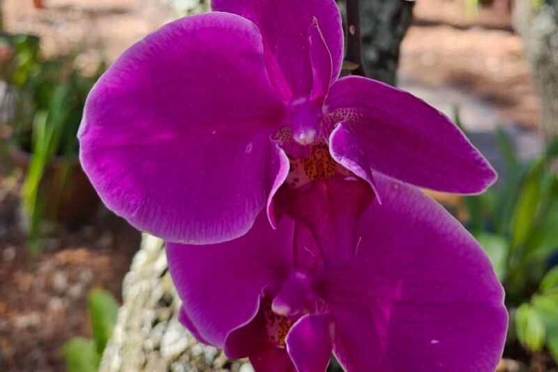 Free Admission Gets You Into 5 Florida Botanical Gardens Where Orchids Bloom All Winter