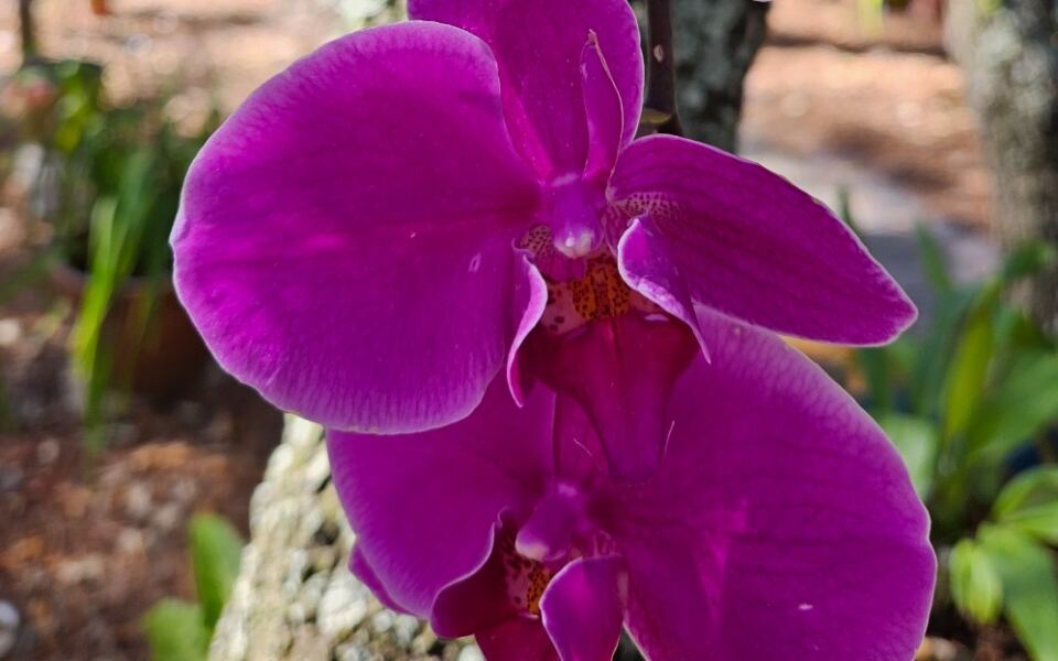 Free Admission Gets You Into 5 Florida Botanical Gardens Where Orchids Bloom All Winter