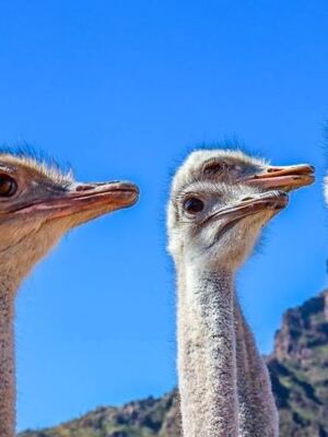 Rooster Cogburn Ostrich Ranch in Picacho, Arizona Lets You Hand-Feed Ostriches, Deer, and Goats