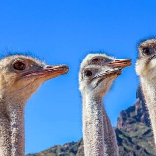 Rooster Cogburn Ostrich Ranch in Picacho, Arizona Lets You Hand-Feed Ostriches, Deer, and Goats