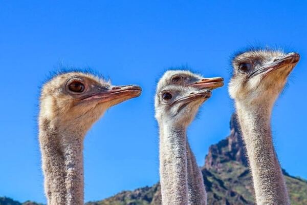 Rooster Cogburn Ostrich Ranch in Picacho, Arizona Lets You Hand-Feed Ostriches, Deer, and Goats