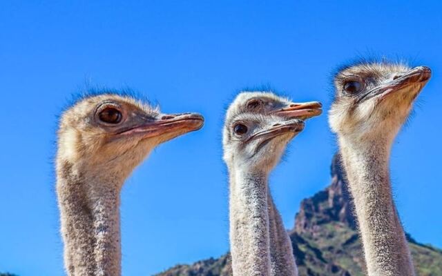 Rooster Cogburn Ostrich Ranch in Picacho, Arizona Lets You Hand-Feed Ostriches, Deer, and Goats