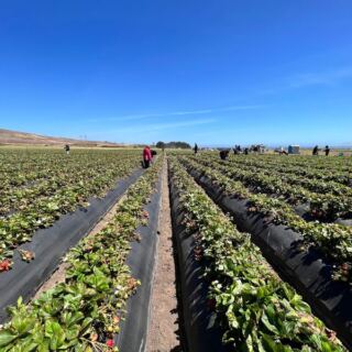 Ride Out to the Fields and Pick Your Own Strawberries Right Off the Vine at Swanton Berry Farm Near Davenport, California
