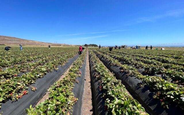 Ride Out to the Fields and Pick Your Own Strawberries Right Off the Vine at Swanton Berry Farm Near Davenport, California
