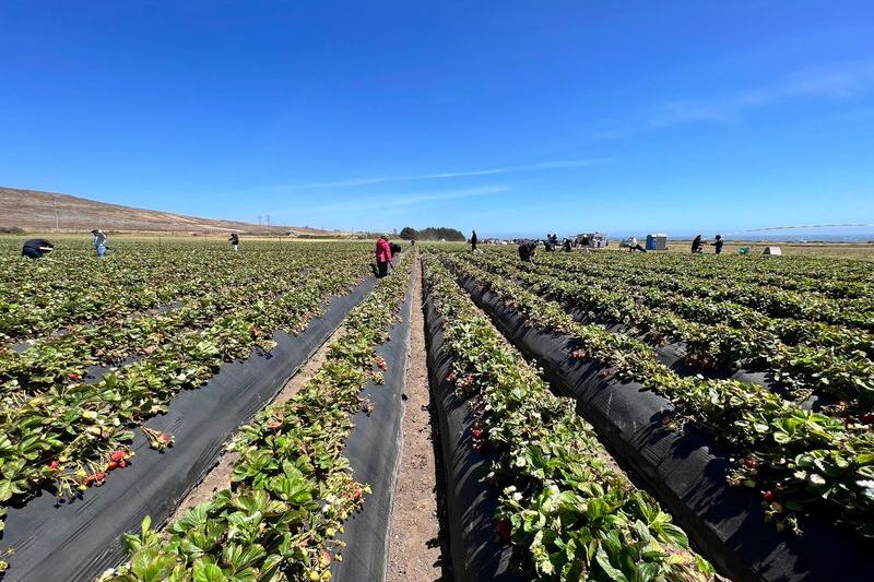 Ride Out to the Fields and Pick Your Own Strawberries Right Off the Vine at Swanton Berry Farm Near Davenport, California