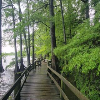 This West Tennessee State Park Hides a Boardwalk Through Cypress Swamps Most Locals Have Never Walked