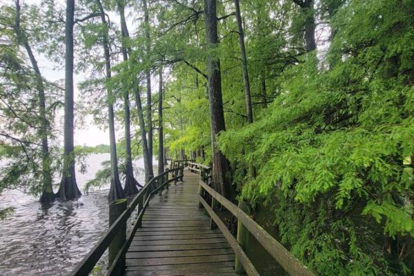This West Tennessee State Park Hides a Boardwalk Through Cypress Swamps Most Locals Have Never Walked