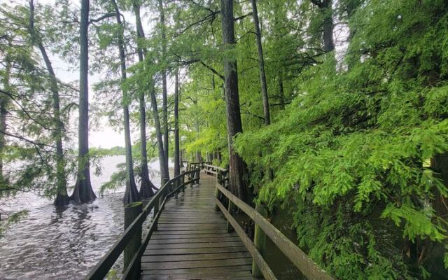 This West Tennessee State Park Hides a Boardwalk Through Cypress Swamps Most Locals Have Never Walked