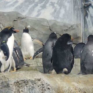 Ride a Glass-Bottom Boat and Meet Penguins at This Chattanooga, Tennessee Aquarium
