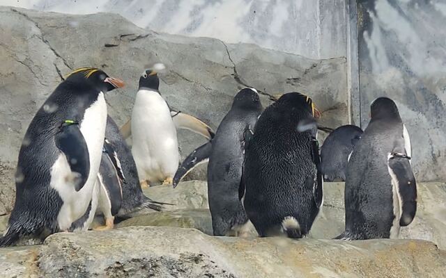 Ride a Glass-Bottom Boat and Meet Penguins at This Chattanooga, Tennessee Aquarium