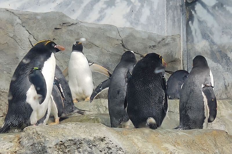 Ride a Glass-Bottom Boat and Meet Penguins at This Chattanooga, Tennessee Aquarium