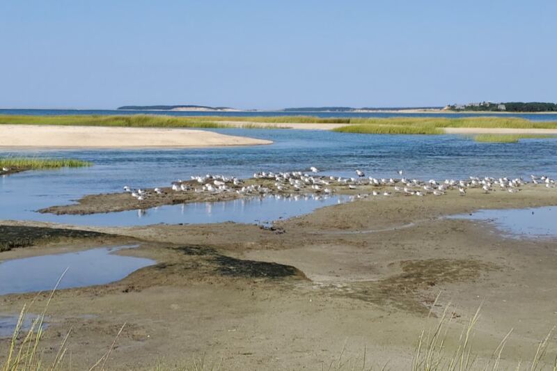 Herons, Salt Marsh Trails, and Quiet Ocean Views Fill This Overlooked Massachusetts Wildlife Sanctuary