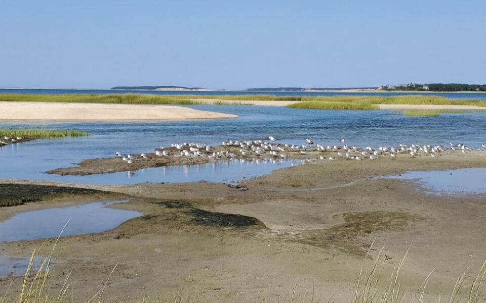 Herons, Salt Marsh Trails, and Quiet Ocean Views Fill This Overlooked Massachusetts Wildlife Sanctuary