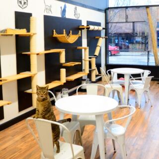 The Best Cat Cafes and Animal Cafes to Visit in Michigan