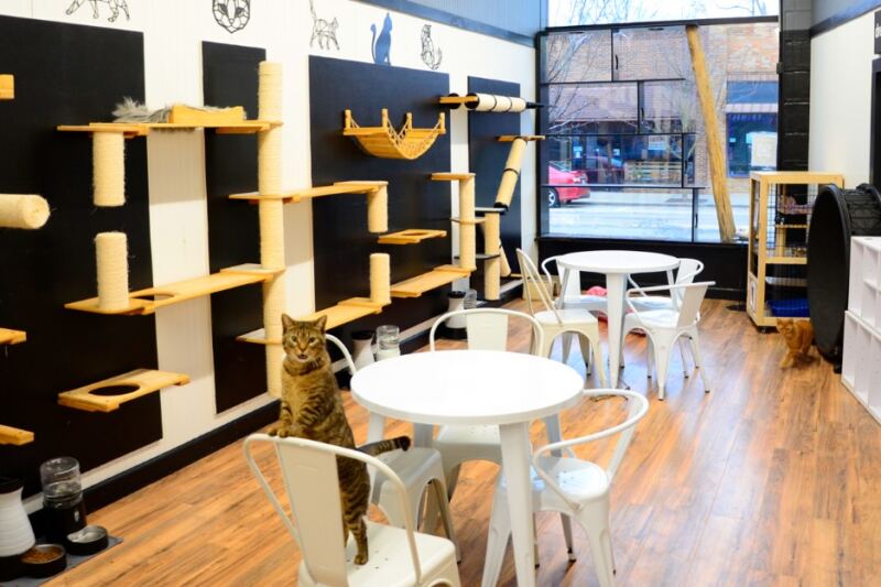 The Best Cat Cafes and Animal Cafes to Visit in Michigan