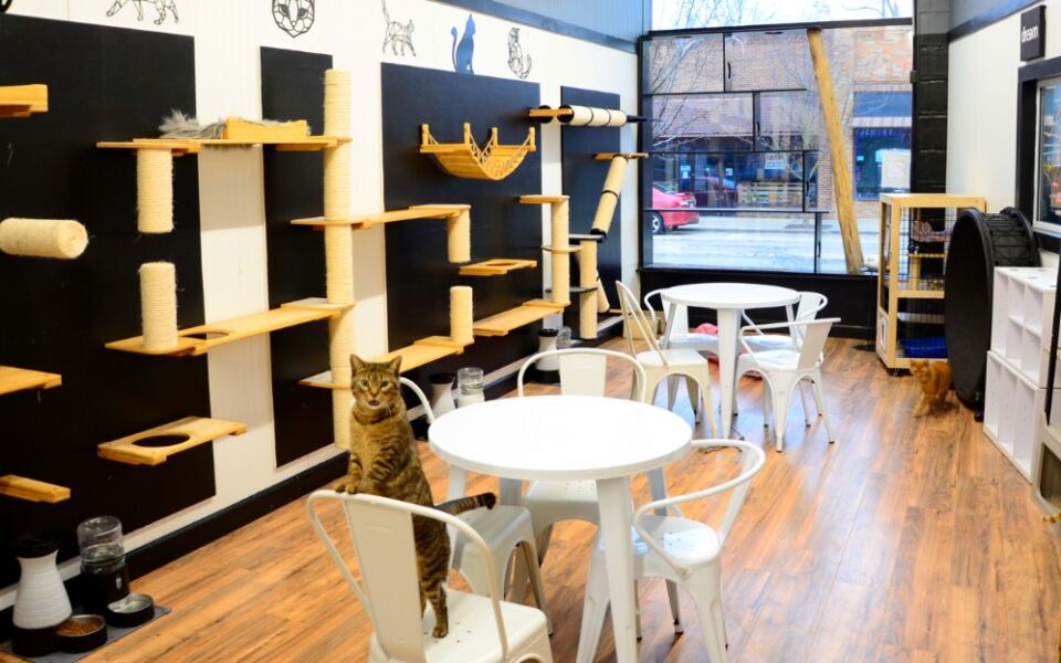 The Best Cat Cafes and Animal Cafes to Visit in Michigan