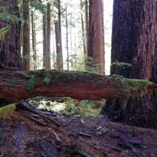 Stand Beneath an 800-Year-Old Giant Locals Call King Tut in This Oregon Forest